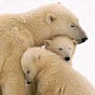Cultures for a Caring Planet's avatar