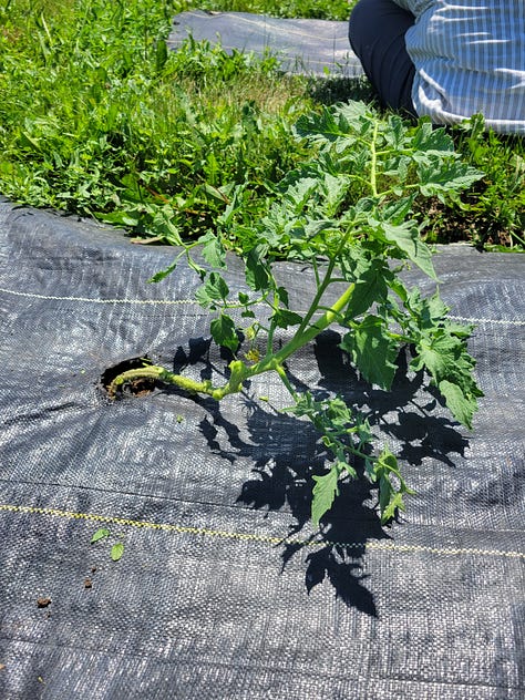 The farm crew pruning tomato plants
