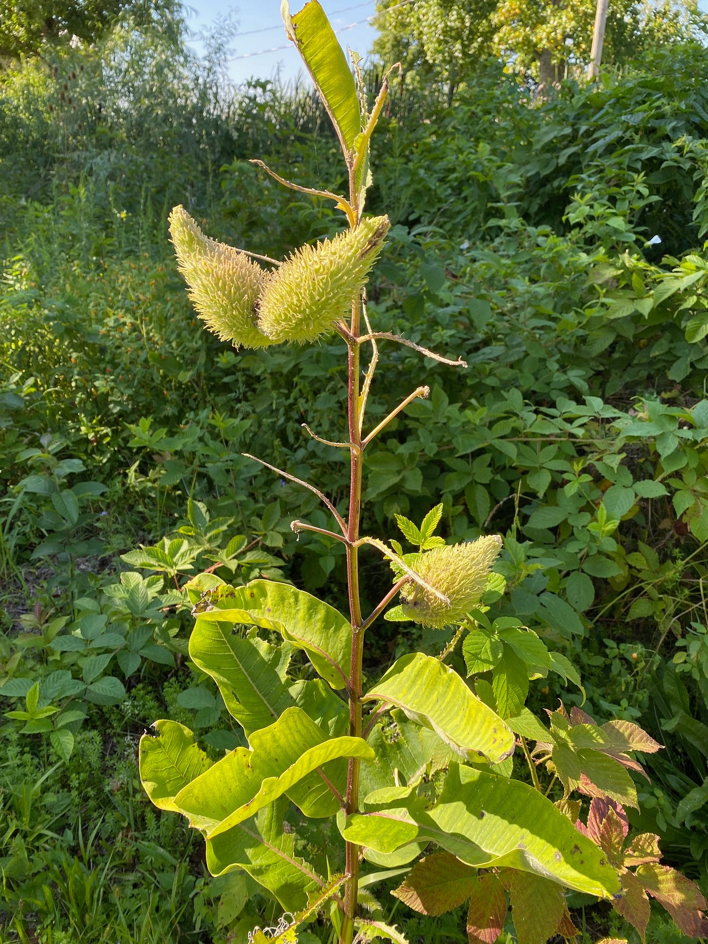 A caterpillar eaten milkweed, with 3 large pods remaining