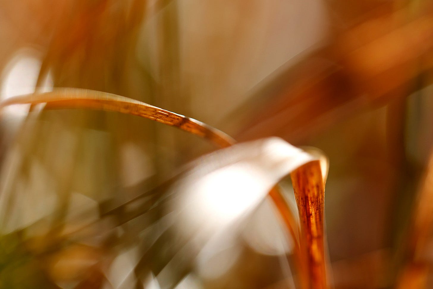 Close up macro image of the russet leaf blades of Common Cottongrass (Eriophorum angustifolium) 