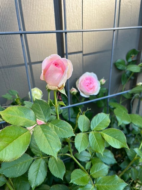 Westerland with unknown red rose from neighbor, Boscobel, Eden (2x), Dr. Huey with Jackmanii and honeysuckle, a rose arrangement