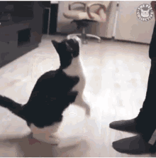 Lift Me Cat GIF - Lift Me Cat Snuggle GIFs