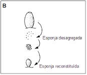 Biologia