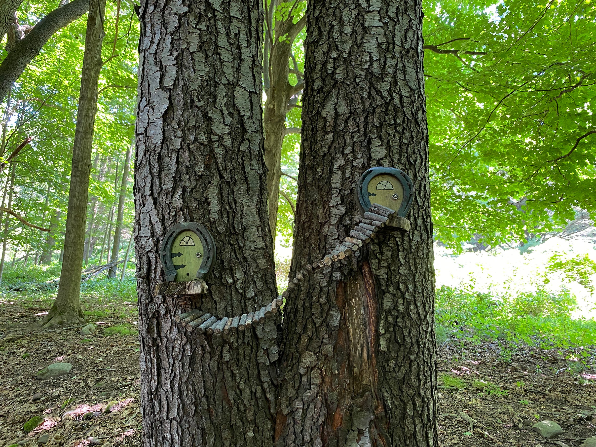 Two tree trunks in a forest, each with tiny fairy doors connected by a small bridge