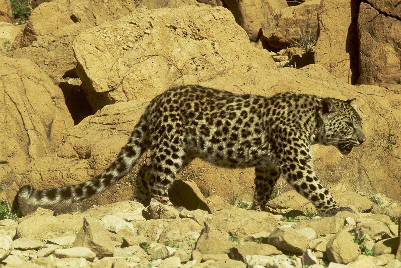 Arabian leopard