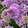 Pritiwings's avatar