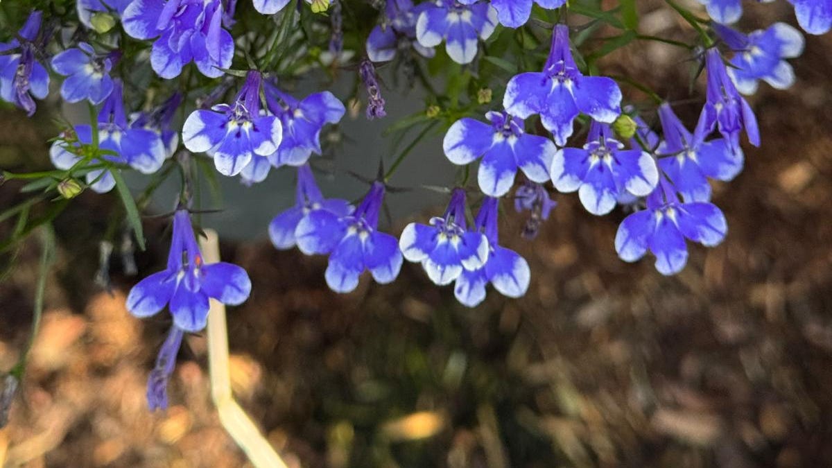 5 plants you must grow from Selecta one - by Mr Plant Geek