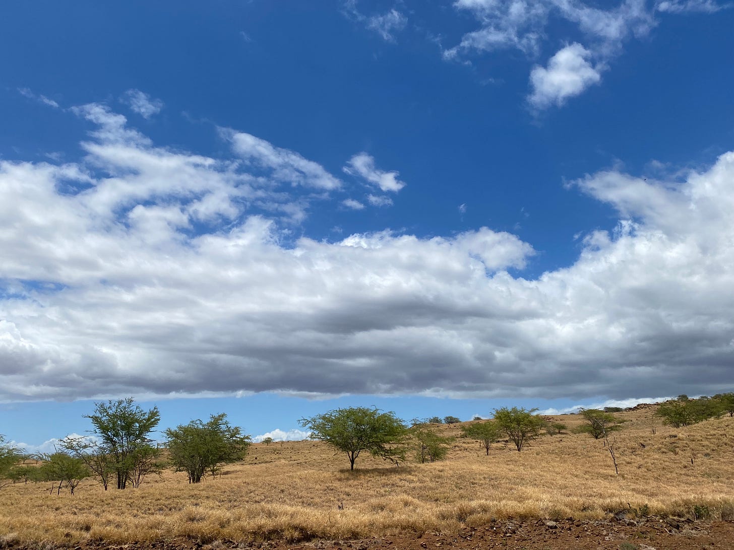 A hillside of brown grass with a few scraggly trees under a deep blue sky with sweeping white clouds