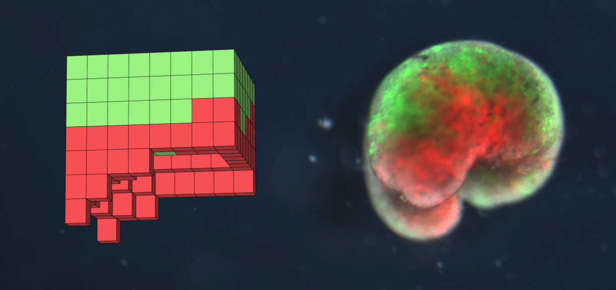 A xenobot in simulation and reality.png