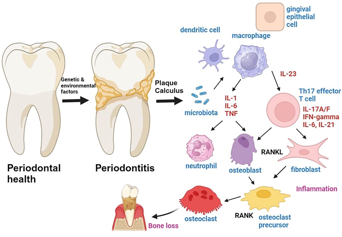 Imagen tomada de: https://doi.org/10.3389/fimmu.2024.1435054