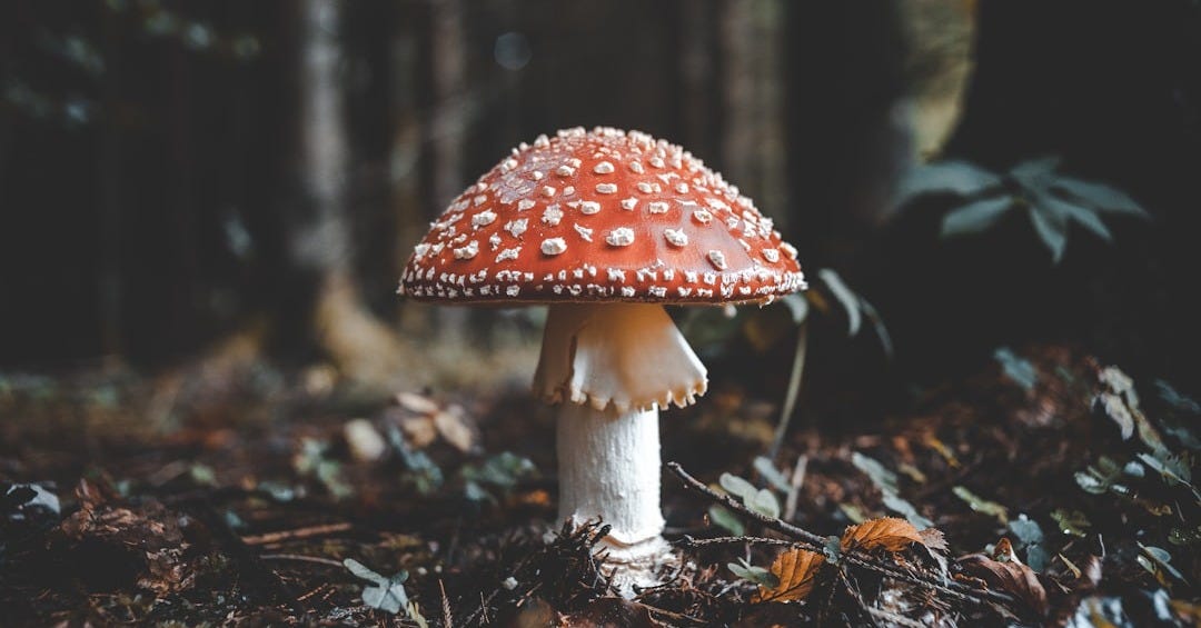red and white mushroom
