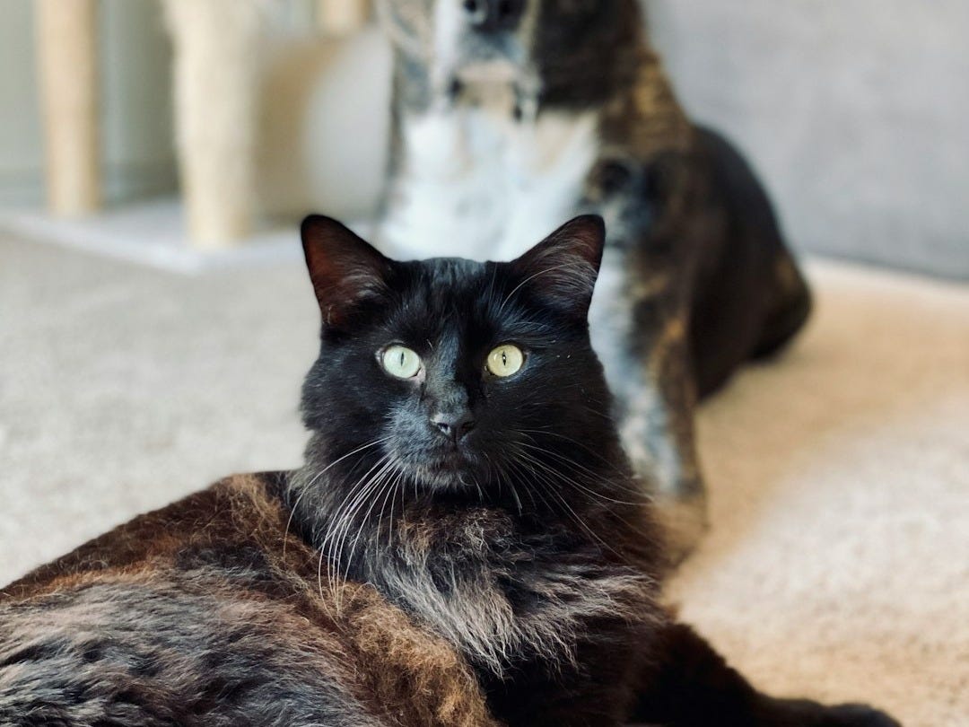Pedigree et 30 Millions d’Amis unissent leurs forces pour les animaux en détresse Pedigree et 30 Millions d’Amis unissent leurs forces pour les animaux en détresse