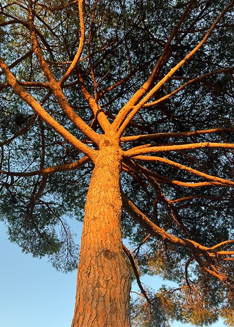 photos of Mediterranean stone pine tree outside Rome