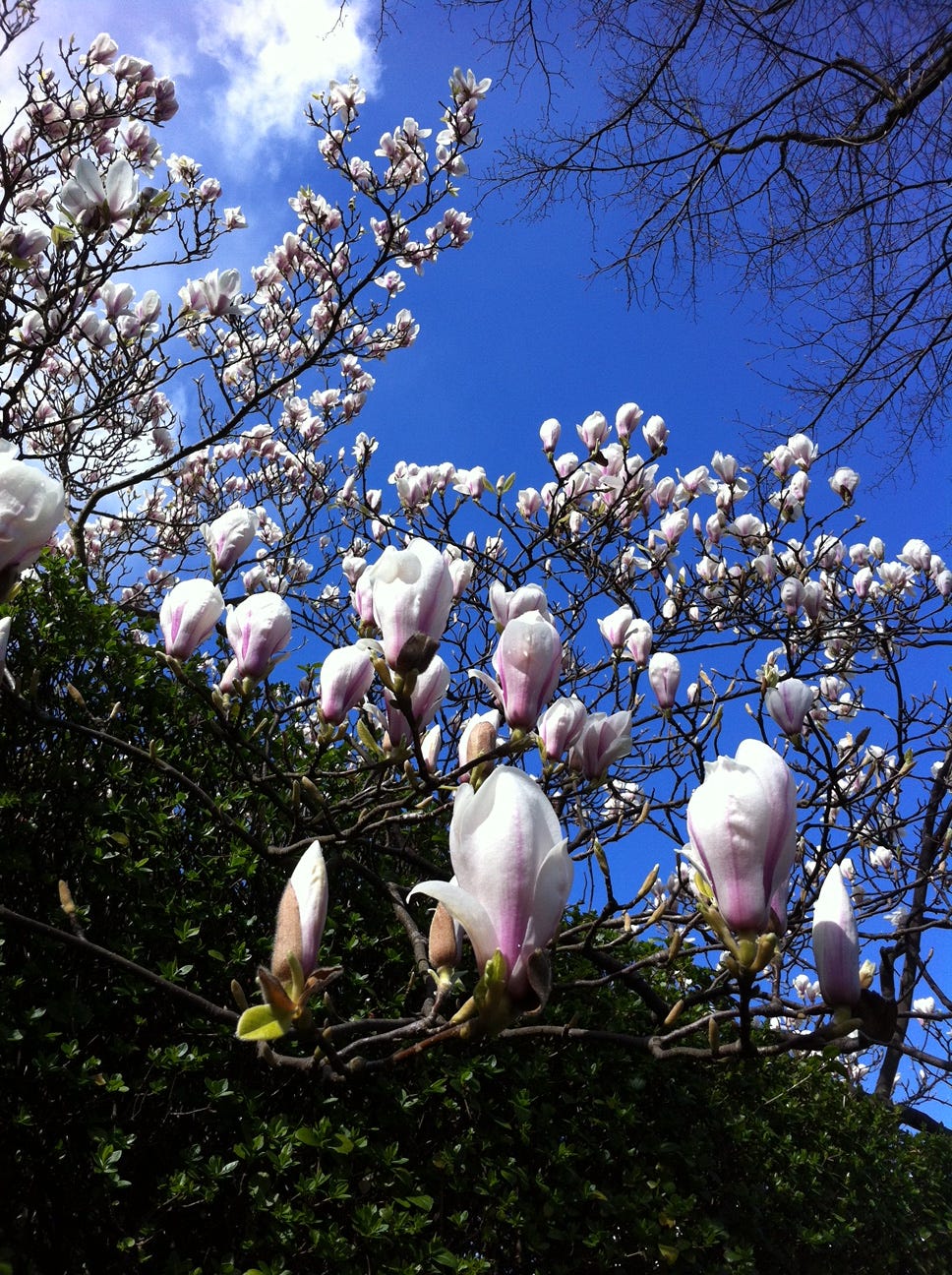 Magnolia tree in flower
