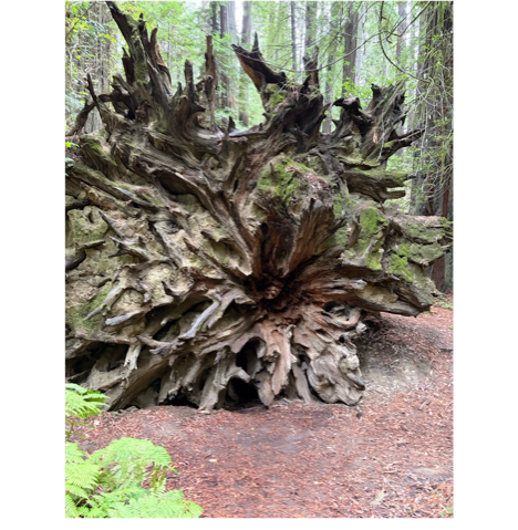 A large tree stump in the woods

AI-generated content may be incorrect.