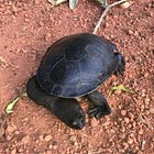 水の中で、何か月も待っていた。マゲクビガメの仲間という亀