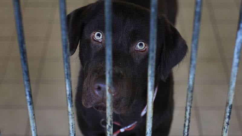 usda wipes out animal welfare reports usda wipes out animal welfare reports