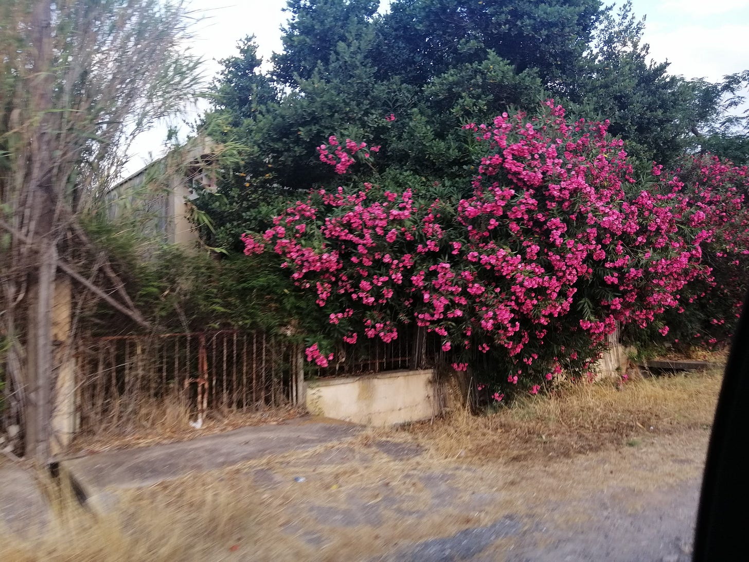 Blossoms bloom from the hearth of an abandoned home from the outer reaches of Cyprus' abandoned urban spaces.