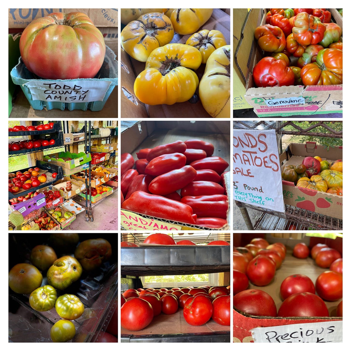Tomato-Mania at Ghost Island Farm, Cook the Vineyard