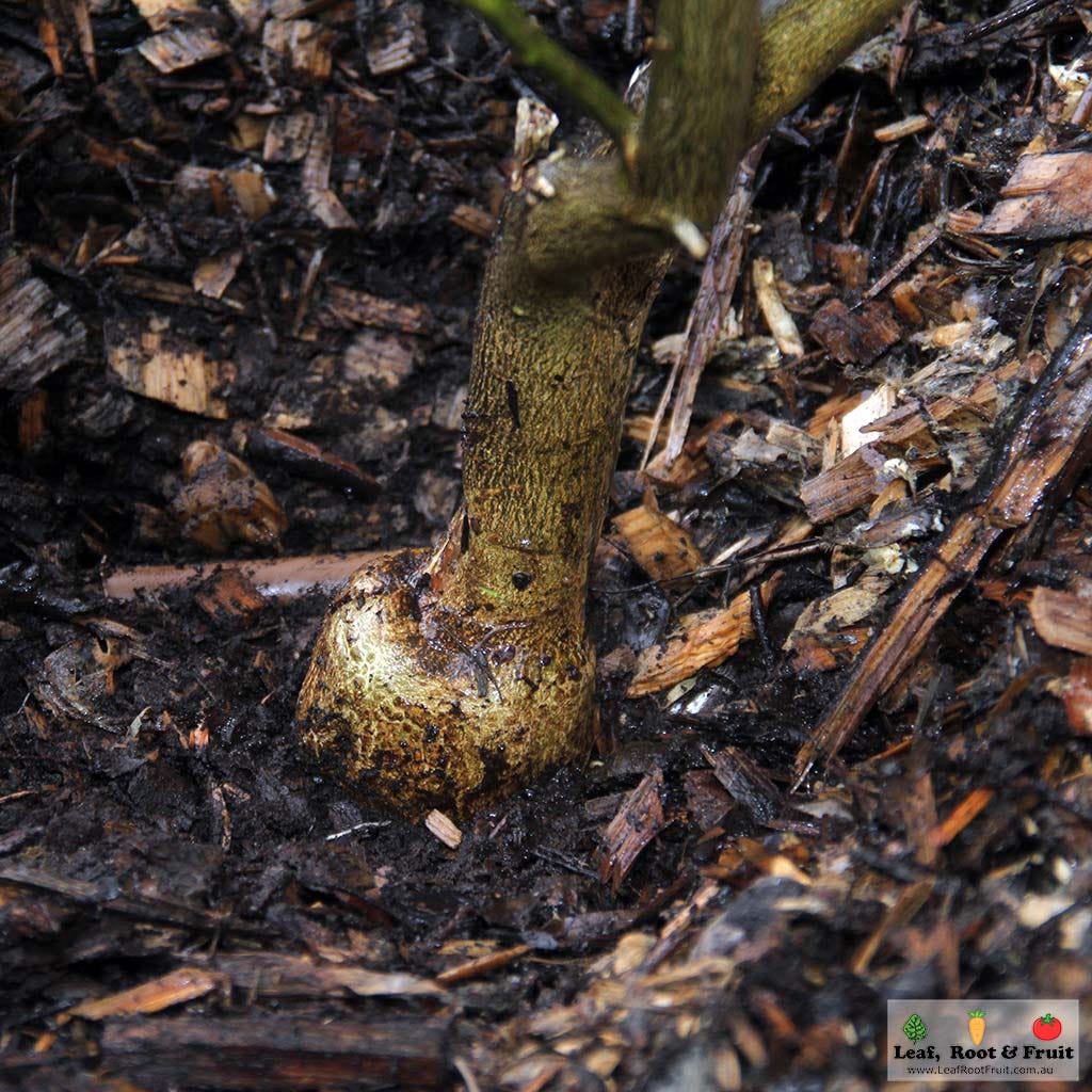 Citrus Tree Graft Incompatibility Big Bump at Graft Union Imperial Mandarin Citrus Tree Graft Incompatibility Big Bump at Graft Union Imperial Mandarin