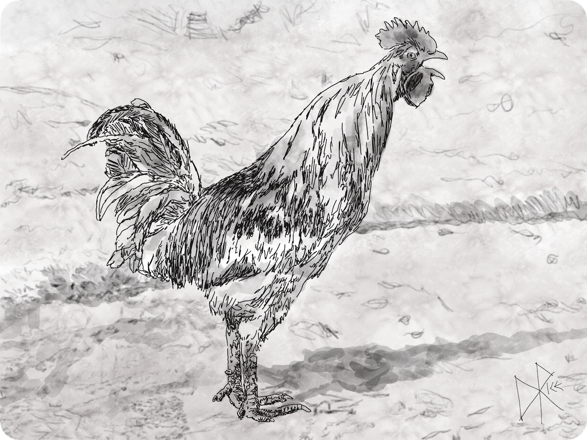A young cock (or rooster if you prefer), standing in his yard. He is crowing loudly. Sketch art by Don Rice. A young cock (or rooster if you prefer), standing in his yard. He is crowing loudly. Sketch art by Don Rice.