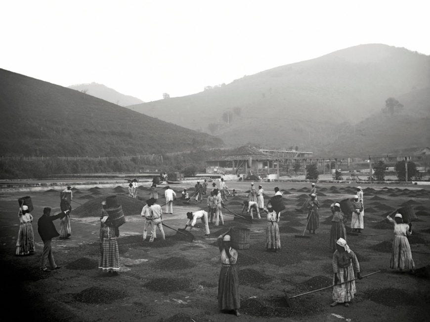 Black and white photo showing a field full of enslaved African men and women working on a coffee plantation in Brazil with rolling hills in the distance, all are wearing neat uniforms of white cotton shirts with dark trousers or skirts. In the foreground, an overseer is gesturing with an arm outstretched suggesting an artificial pose to communicate his authority. Black and white photo showing a field full of enslaved African men and women working on a coffee plantation in Brazil with rolling hills in the distance, all are wearing neat uniforms of white cotton shirts with dark trousers or skirts. In the foreground, an overseer is gesturing with an arm outstretched suggesting an artificial pose to communicate his authority.