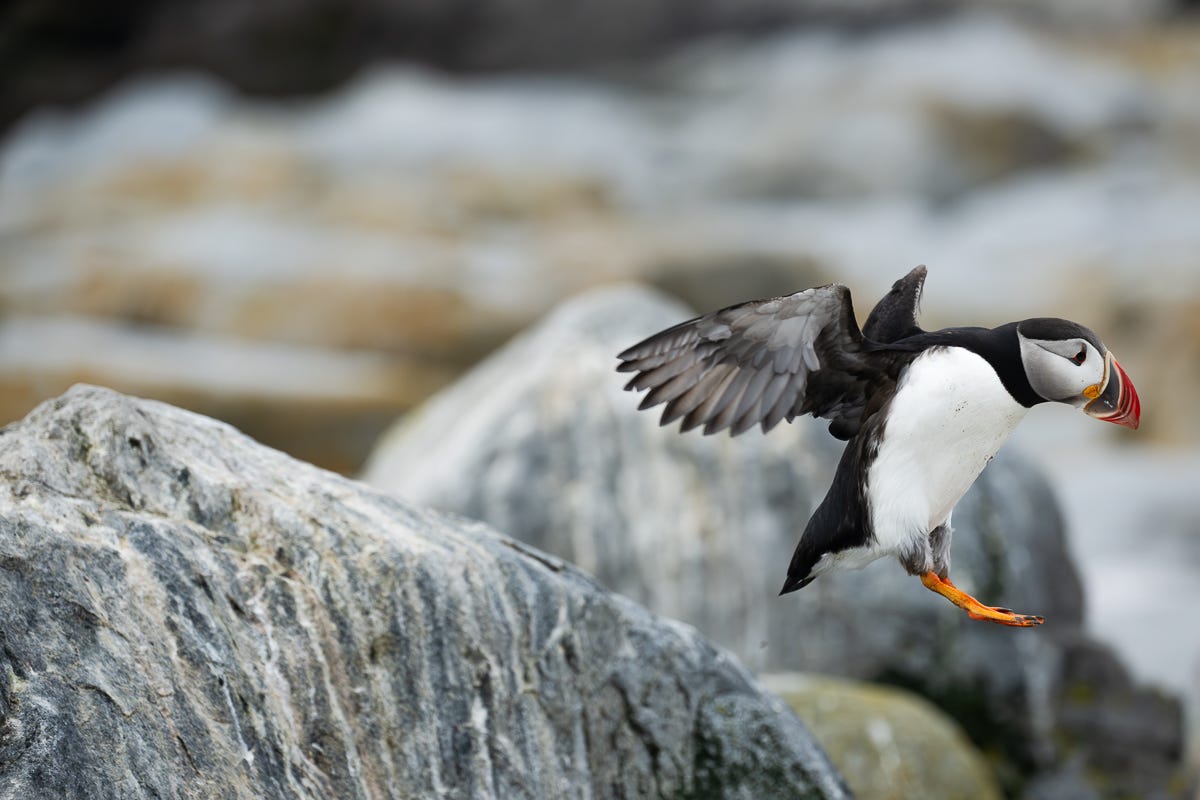 Stack Rocks Puffins The Puffins of Machias Seal Island - by Heather Moran