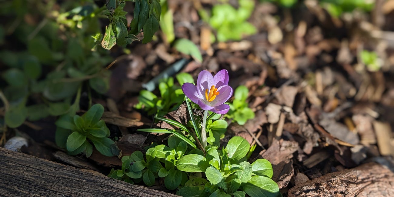 Crocuses: Saffron, Croydon and the Romans