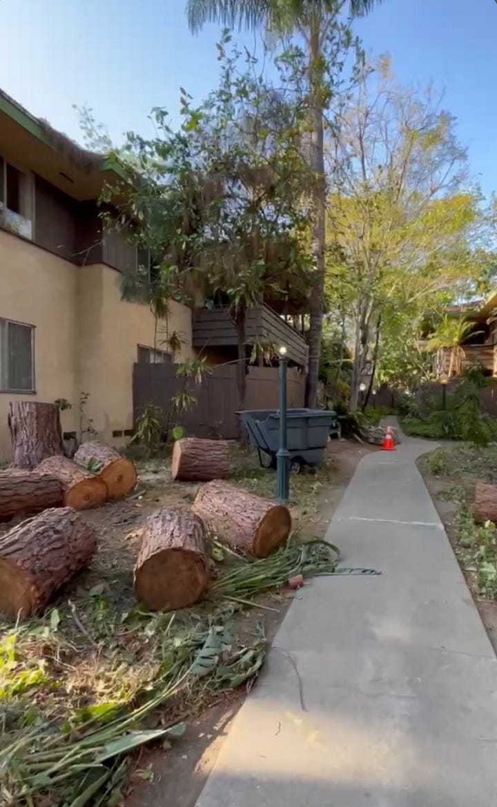 Three pictures showing broken windows at the two-story midcentury modern Glendale Garden Apartments, plus the remains of one of the felled mature trees cut into logs.