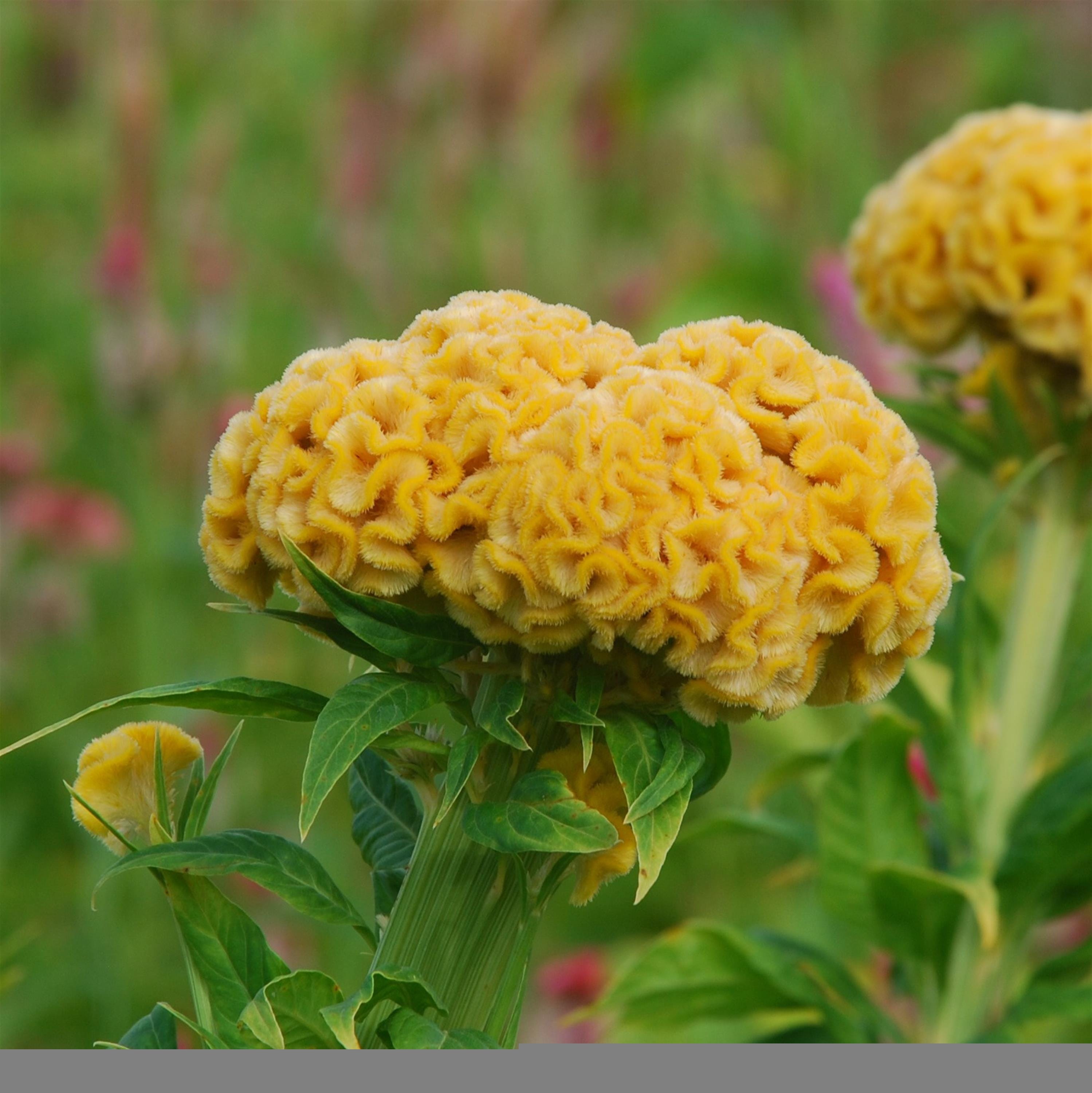 Plant This Instead of Fall Mums - by Mary Schier