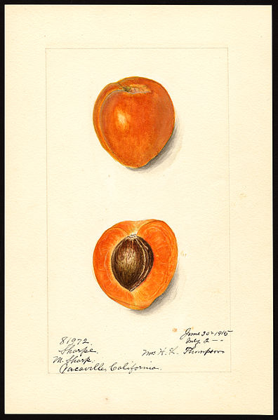 An illustration of a whole apricot and a cut-open apricot by Harriet L. Thompson