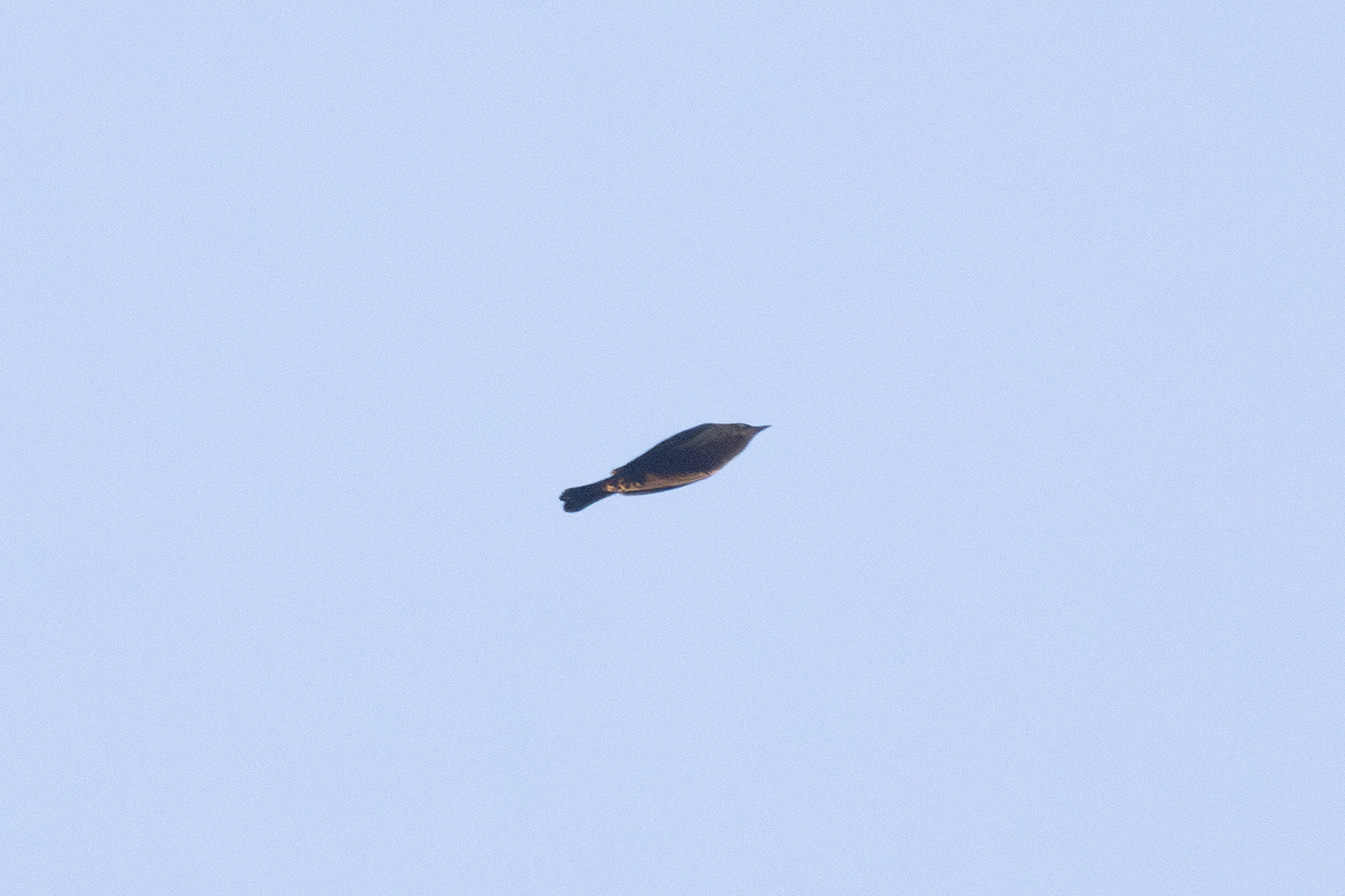 a single bird flying against a clear blue sky. the bird is rust-colored and has pale eyes.