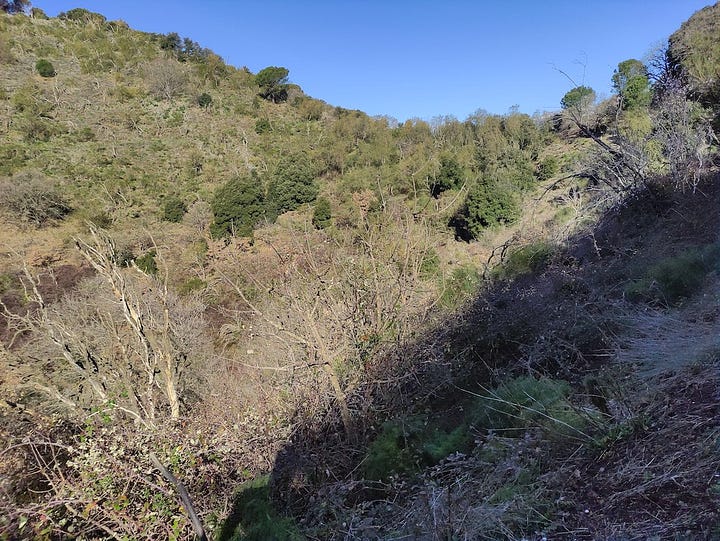 Pictures taken on the run, showing narrow paths, pine-strewn ground and views over the valley
