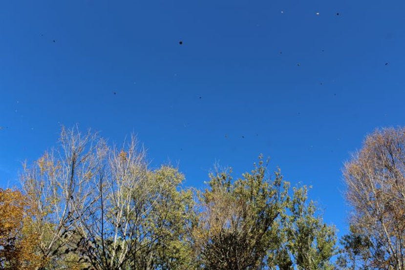 Leaves falling, Warren Woods