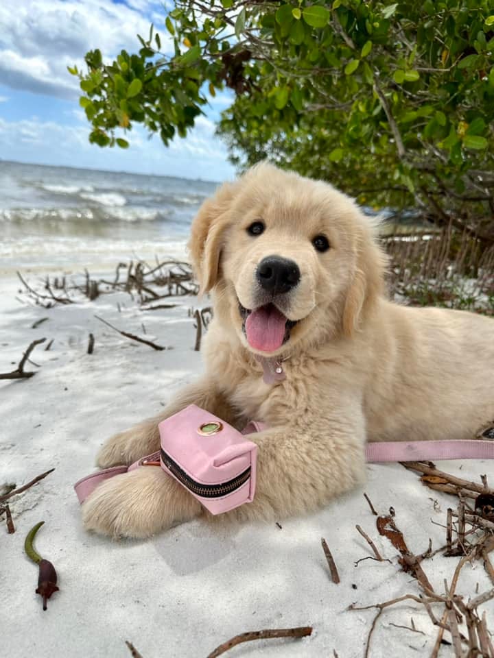 May be an image of dog