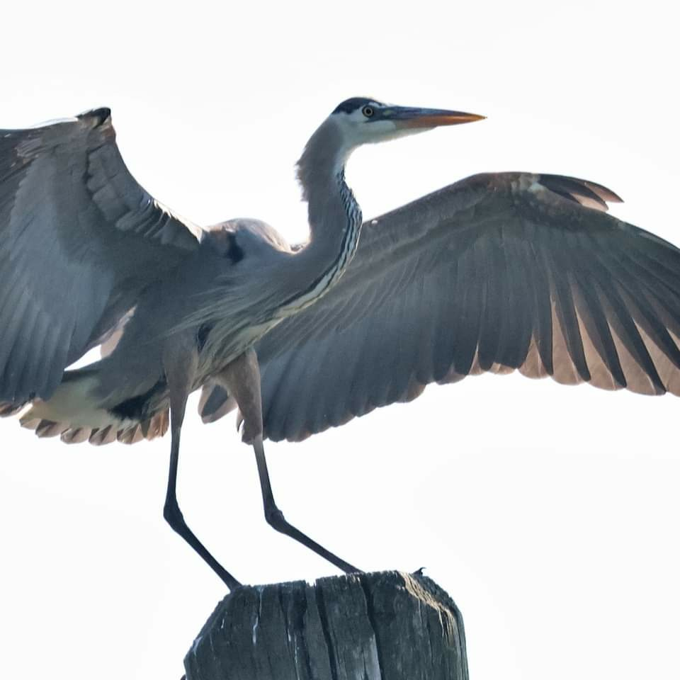 Artwork for Wordwrangler Writes