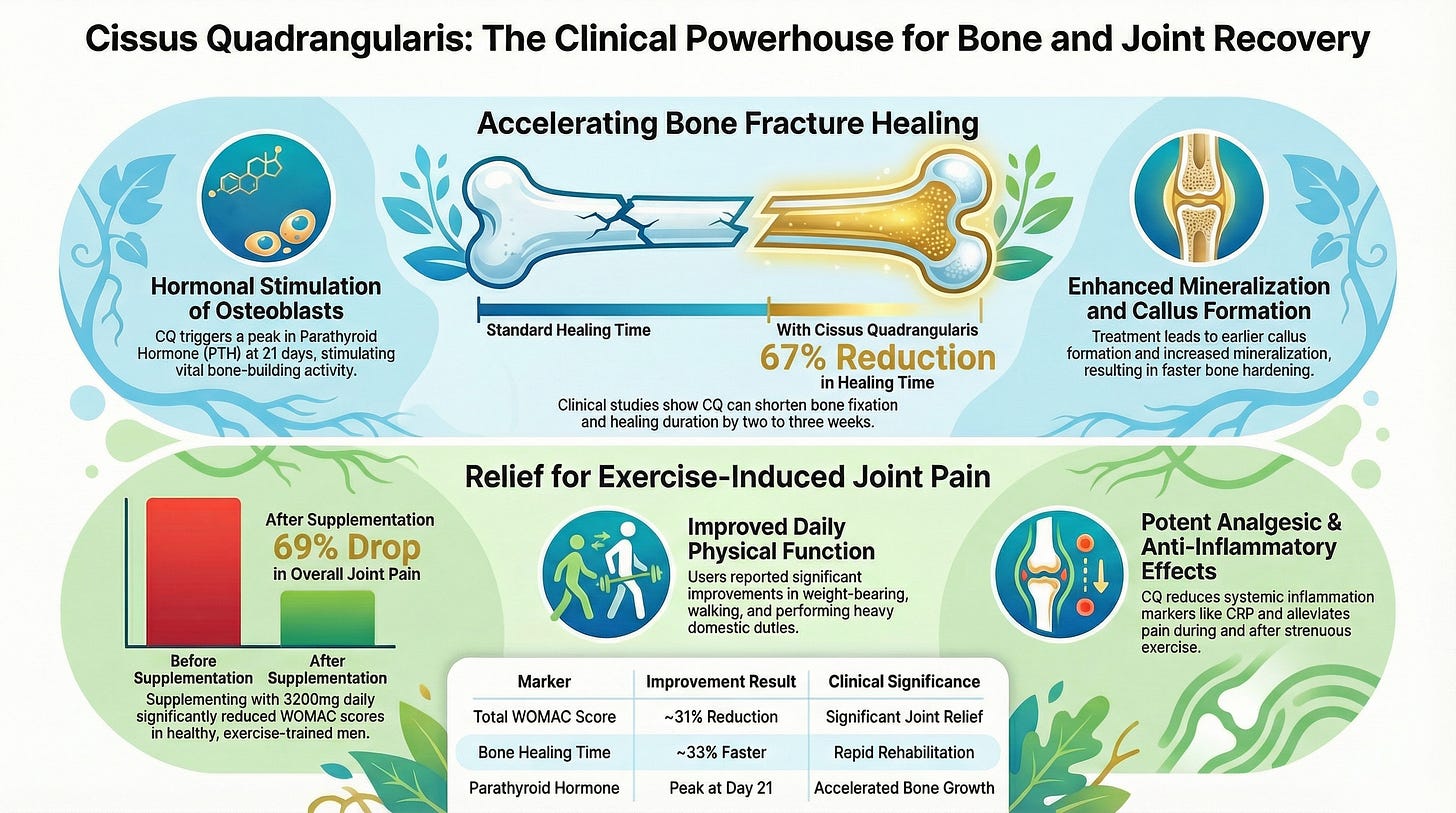Cissus quadrangularis infographic showing bone fracture healing acceleration 67 percent faster parathyroid hormone peak day 21 enhanced mineralization callus formation 69 percent joint pain reduction WOMAC score 31 percent improvement exercise-induced pain relief weight-bearing walking heavy duties anti-inflammatory CRP reduction resistance training men