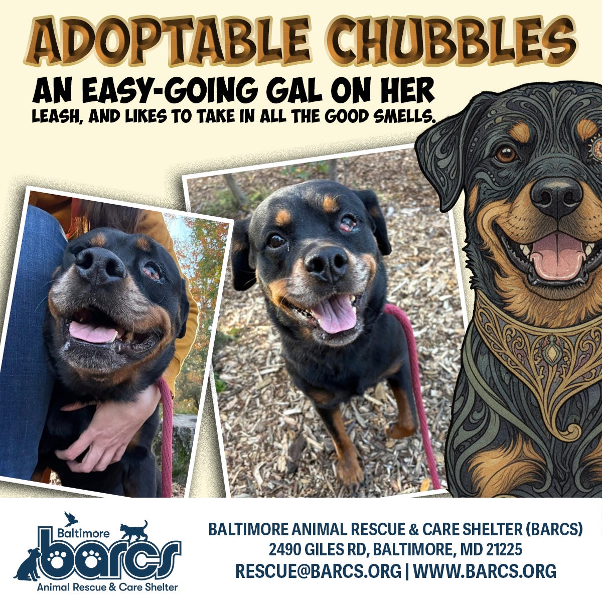 Chubbles Sign Adoptable almost 9 yr old Chubbles is a good walker who likes to take ...