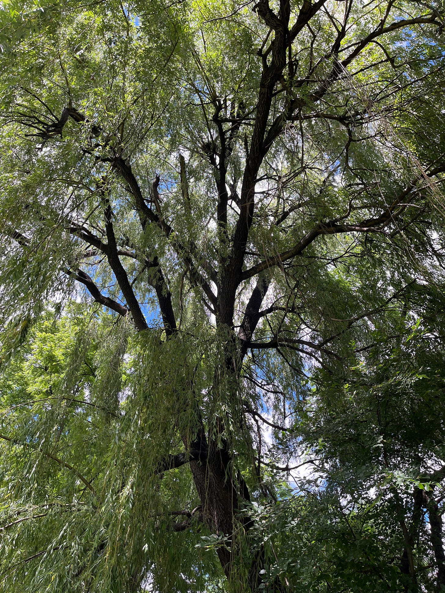 under a weeping willow tree under a weeping willow tree