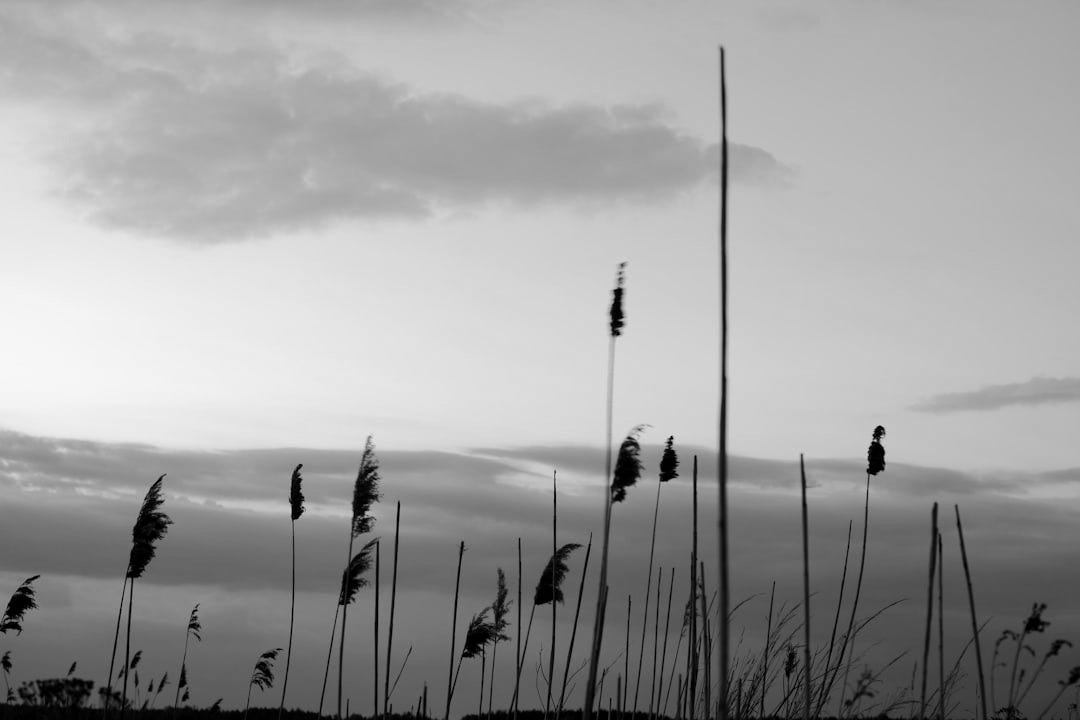 a group of tall grass blowing in the wind a group of tall grass blowing in the wind