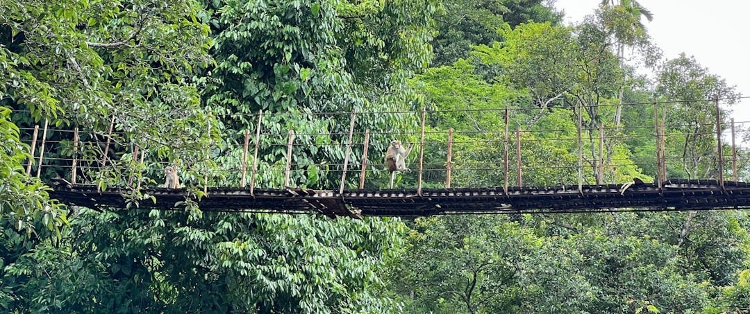 a person riding a train on a bridge a person riding a train on a bridge