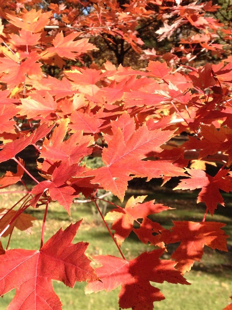 A close-up of red leaves

Description automatically generated
