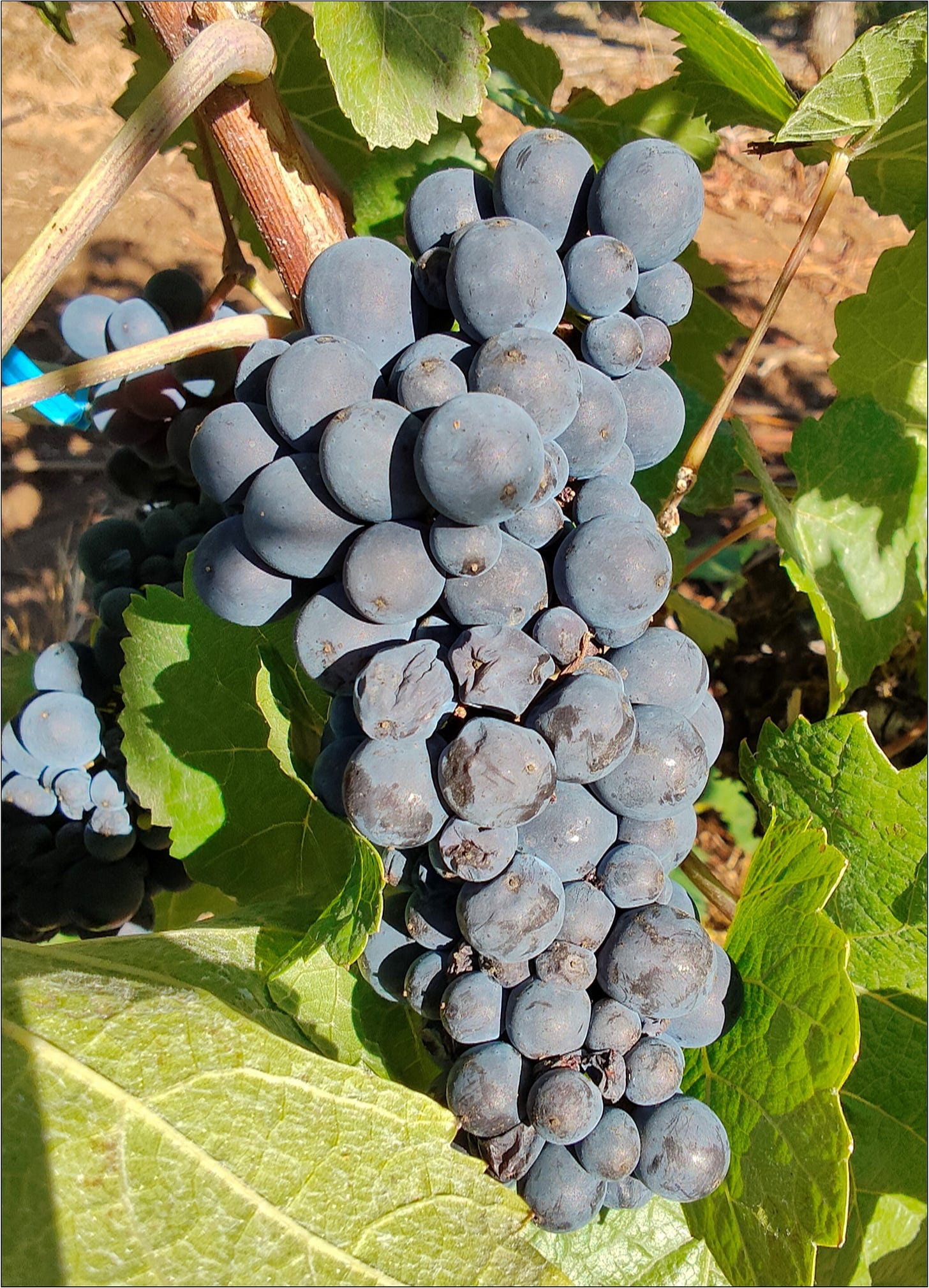 A bit of desiccation in the Pinot Noir.