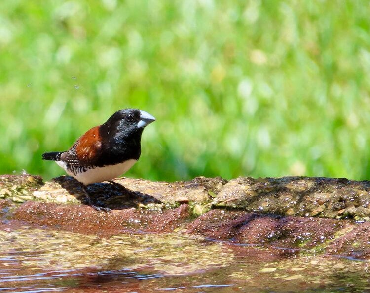 Red Backed Mannikin