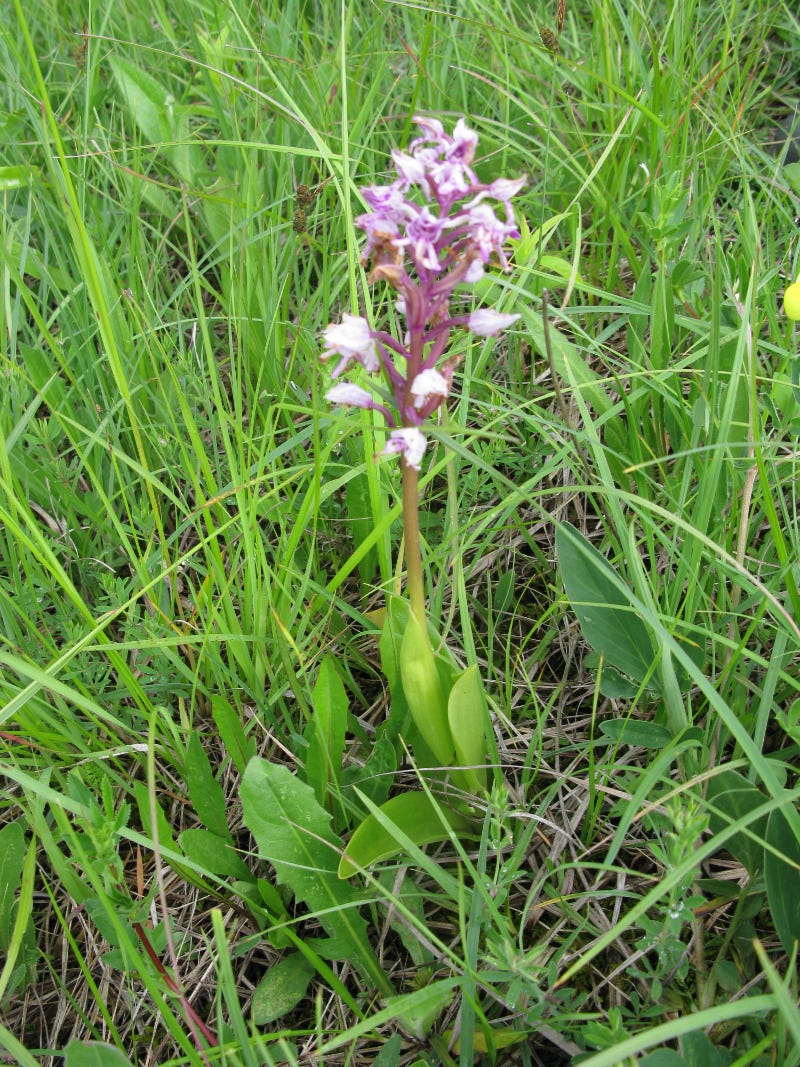 Military Orchid Military Orchid