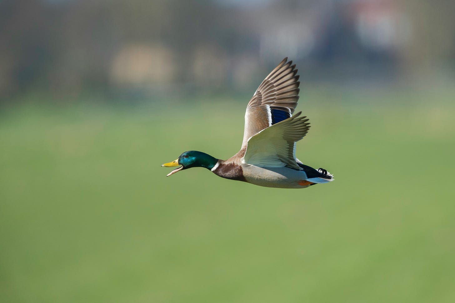A male duck flying over an expanse of green grass A male duck flying over an expanse of green grass