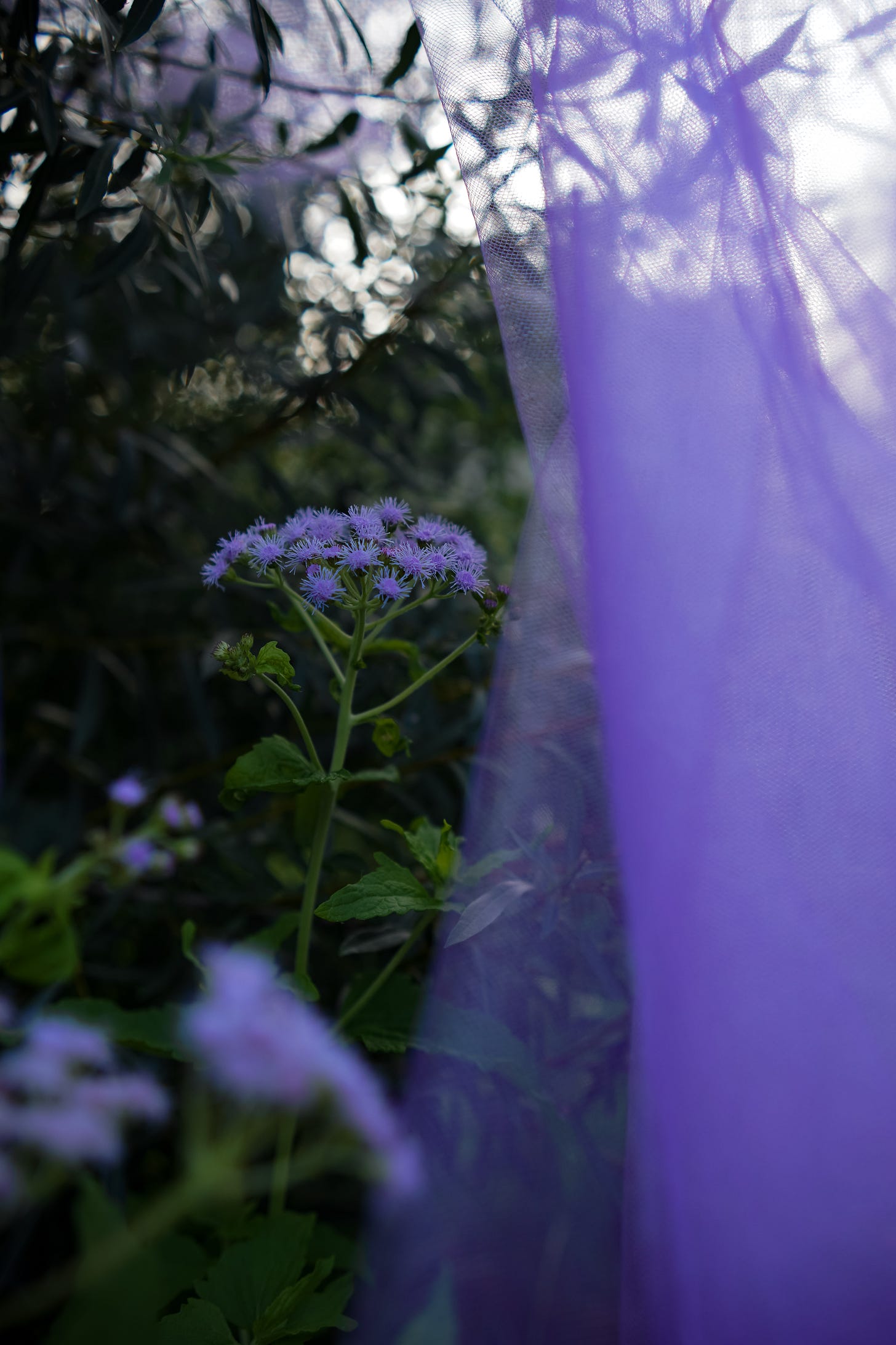 Blue Mistflowers at dusk