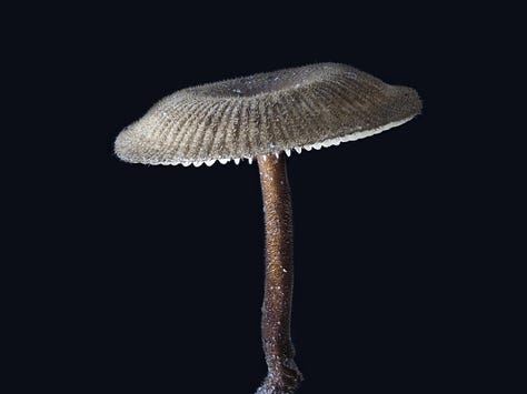 Gilled, tropical polypore - Lentinus velutinus