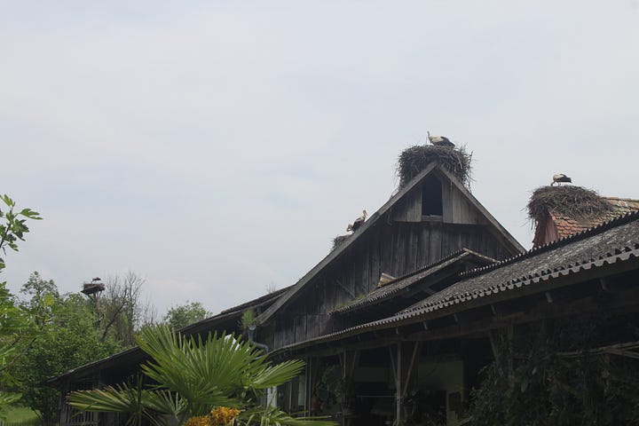 Pictures of crane nests on houses.