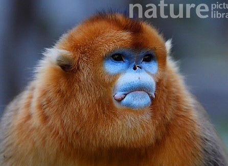 Artwork for Bleppsama’s Substack